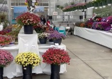 Lots of color at Suncres Nurseries in Watsonville. At this location the following companies presented their varieties: Cohen, Hishtil,  Jaldety, Kamel, Nir Nursery, Prudac, and Pure Line Seeds.